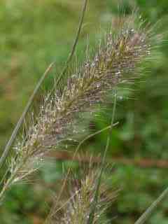 Pennisetum alopecuroides Hameln mail orde rplants from ireland irish grown direct mail order home delivery large plants paypal
